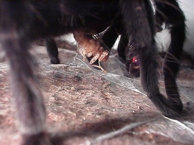 Adult male Brachypelma vagans eating a house cricket.