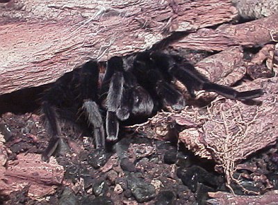 Brachypelma vagans, hiding