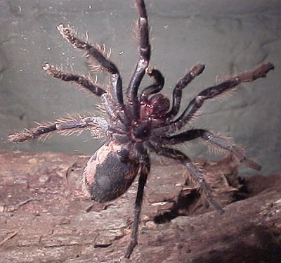 Juvenile tarantula against glass.