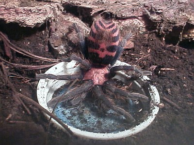 Juvenile Mexican tarantula spider drinking from a bottle cap.