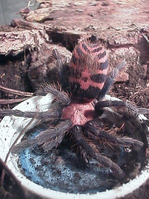 Juvenile Mexican tarantula spider drinking from a bottle cap.