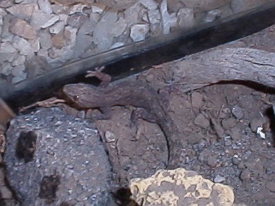 Gecko in the snake's terrarium