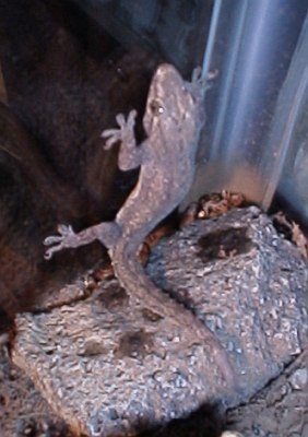 Gecko against the glass of the terrarium