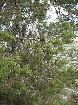 One of the few trees growing on the hill