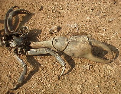 A dead big crab with a huge claw