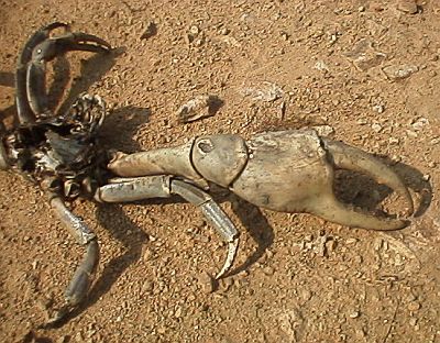 big-crab-1.jpg