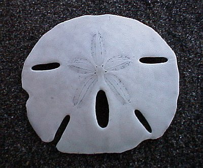 Sand Dollar Skeleton