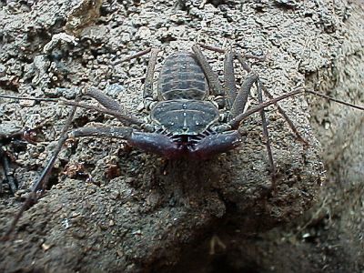 Tailless whip scorpion