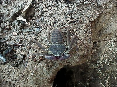 Tailless whip scorpion, top view