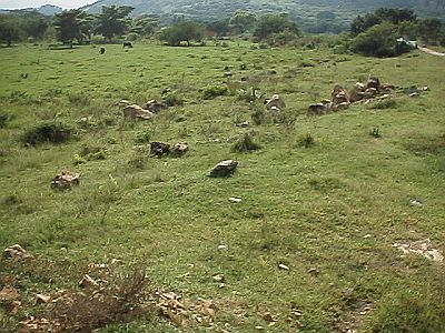 Habitat of the tailless whip scorpion