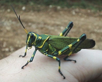 Very beautiful grasshopper on my hand