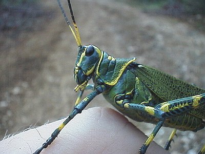 Close up of the grasshopper (same as above)