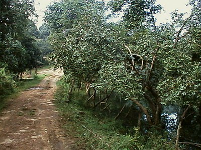 Guava trees