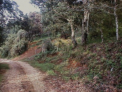 Dirt road with a lot of green around