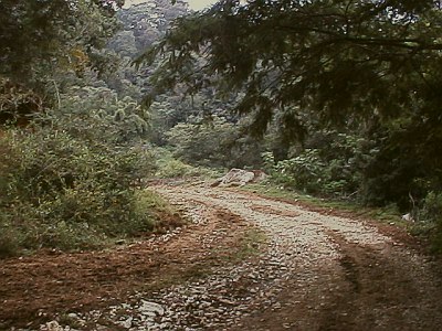 Dirt road with a lot of green around