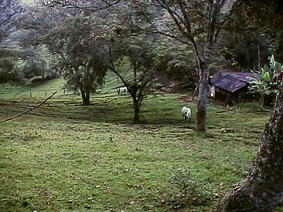 Cows enjoying their meal