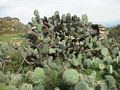 Cactuses growing near the ruins