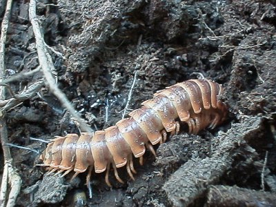 An orange colored Polydesmid millipede