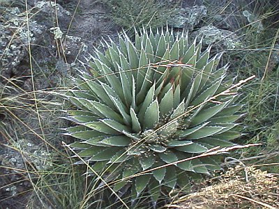 One of the many kinds of plants we saw that day