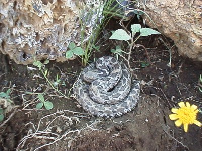 A rattlesnake