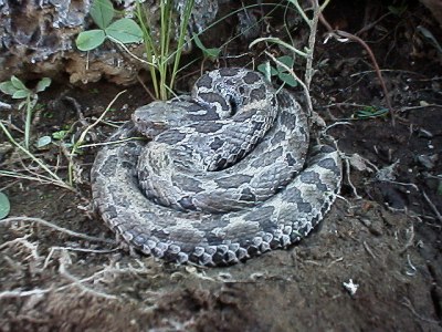 A rattlesnake, a bit closer