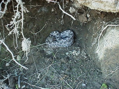 Rattlesnake hiding