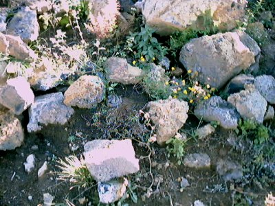 A rattlesnake and its habitat