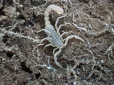 A scorpion