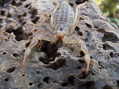 Close up of a scorpion