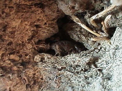 A scorpion hiding (center of the image)