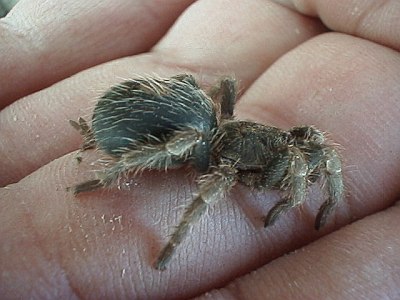 A small tarantula on my hand