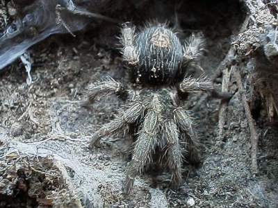 Tarantula