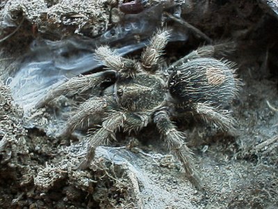 Tarantula