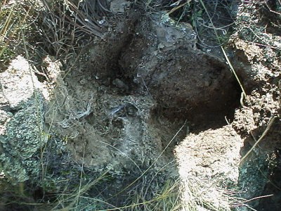 Tarantula habitat uncovered