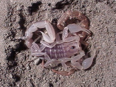 Close up of the molted scorpion
