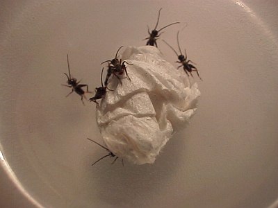 Baby field crickets (pinheads).