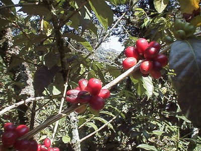 Coffee berries ripening in the sun