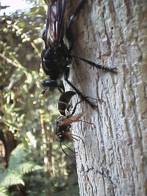 Small insect impaled on mouthpiece of a bigger insect