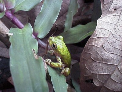 A tree frog