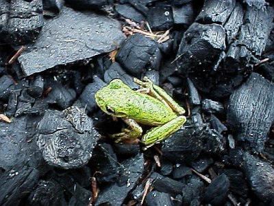A tree frog sitting on the remainders of a fire