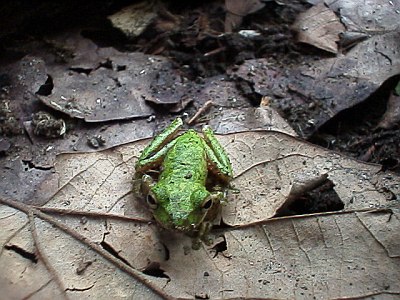 A tree frog looking "angry" (and it looks like it has teeth)