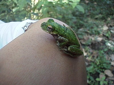 Tree frog on Esme's wrist, tired