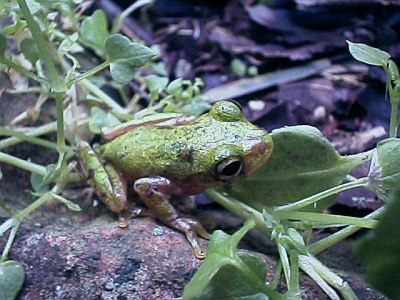 Another green tree frog