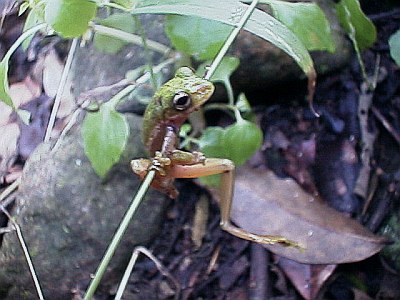 Tree frog acrobatics