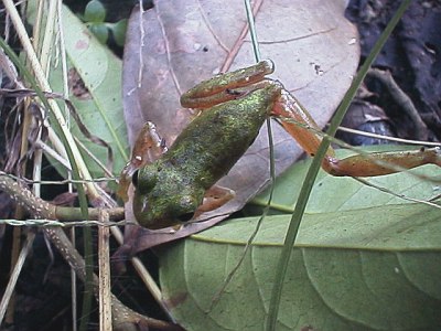 More tree frog acrobatics