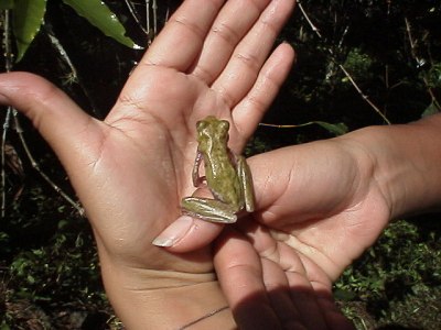 Tree frog on Esme's hand