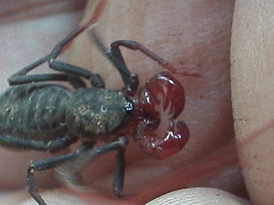 Close-up of a vinegaroon on my hand