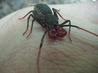 Vinegaroon on my hand