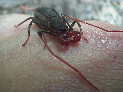 Vinegaroon (uropygid sp.) on my hand