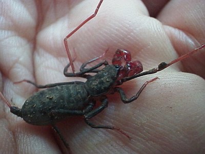 Vinegaroon on my hand